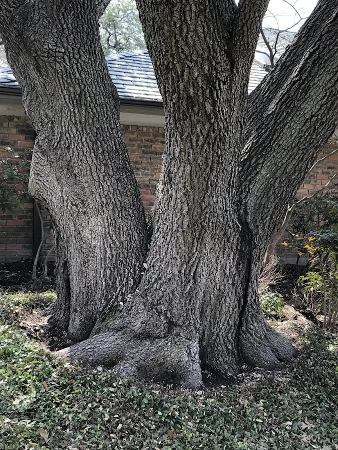 Mature heritage tree close to a Saint Johnsville property cared for by certified arborists